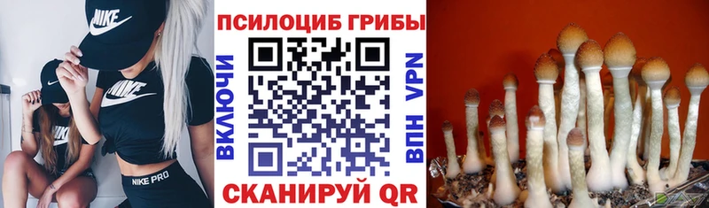 нарко площадка наркотические препараты  где купить наркотик  Камышлов  Псилоцибиновые грибы MAGIC MUSHROOMS 